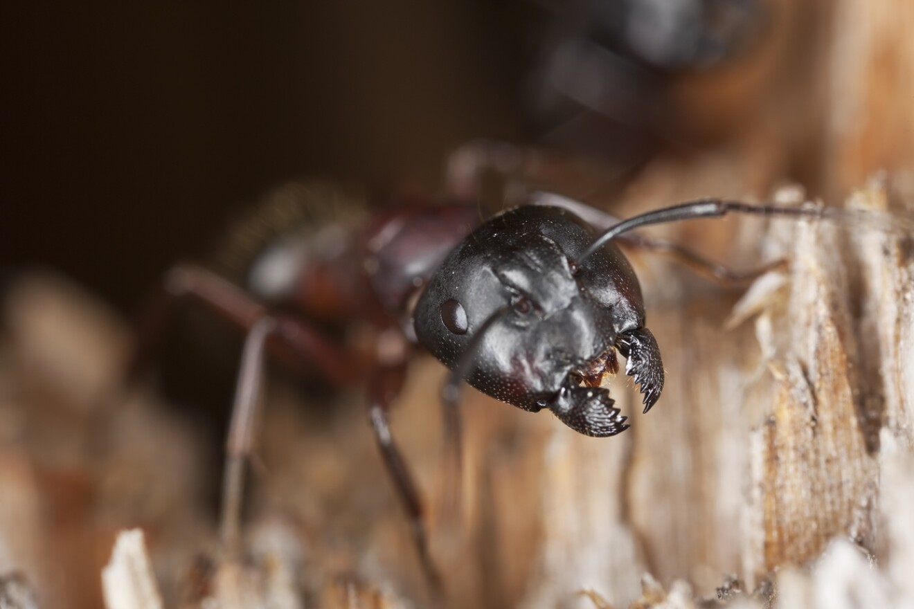 A carpenter ant's mandibles